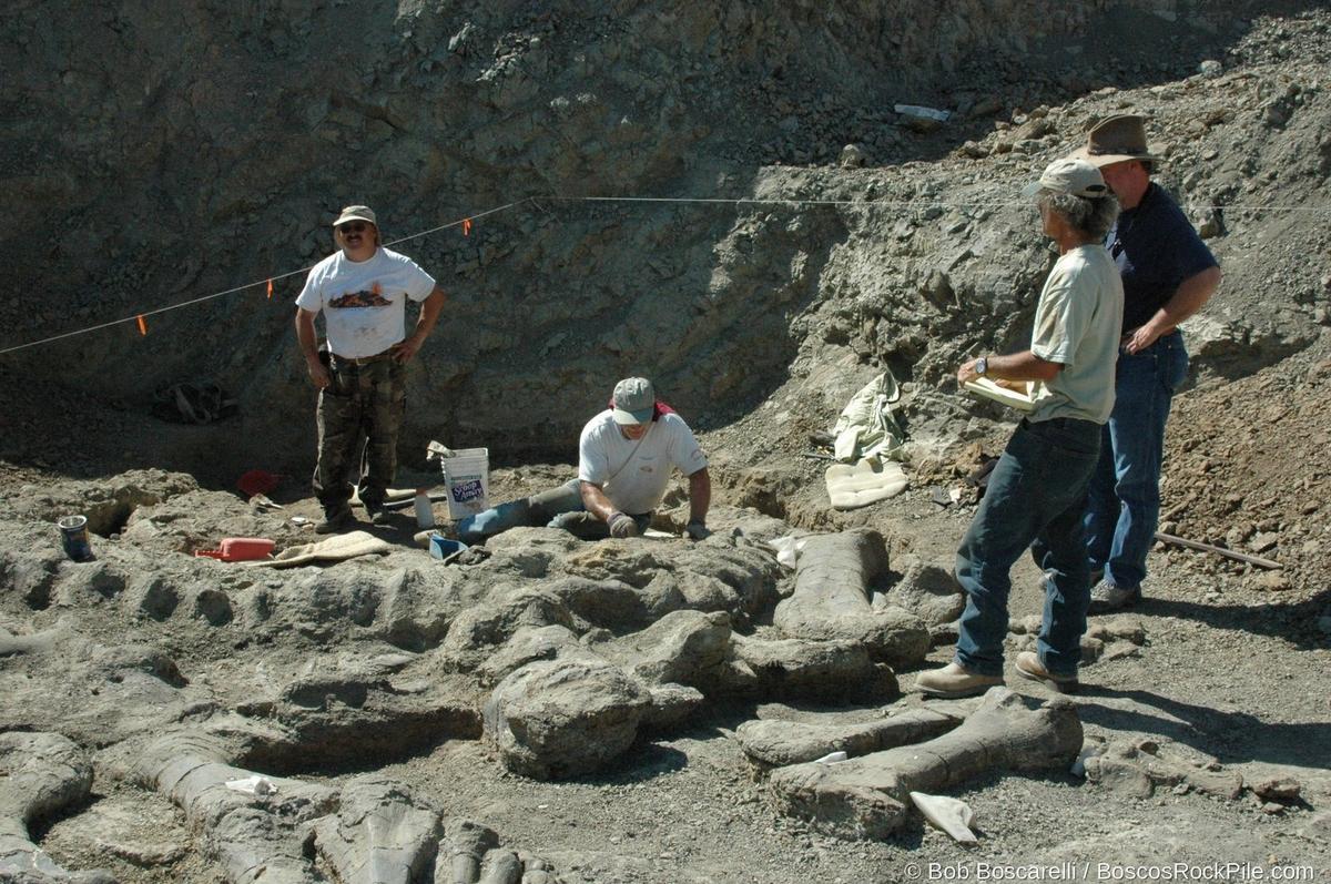 Three crew members with exposed sauropod skeleton — Shell Wyoming quarry, 2007 season. Morrison Formation, Bighorn County, Wyoming.