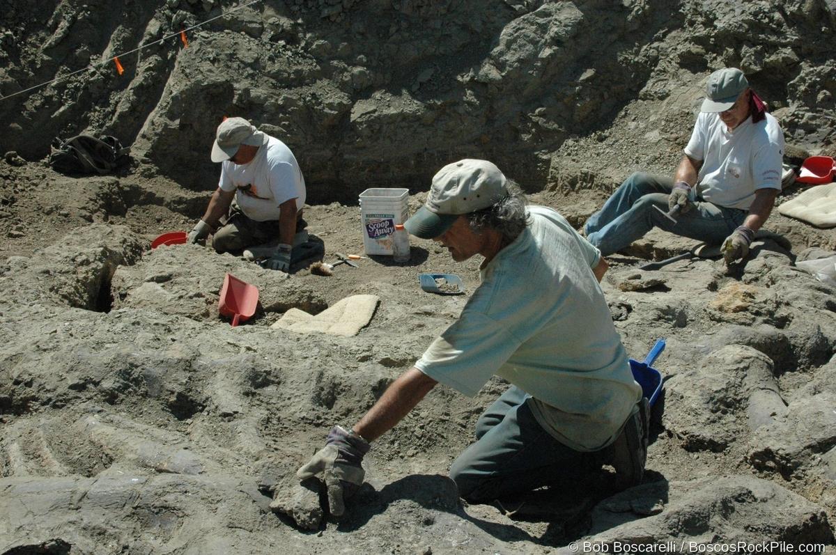 Three diggers actively excavating at the Shell Wyoming quarry face, 2007 season. Morrison Formation, Bighorn County, Wyoming.