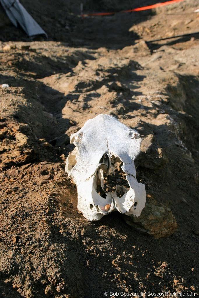Quarry humor — a modern, bleached carnivore skull (not a fossil) that Bob Simon set atop the run of sauropod vertebrae the crew nicknamed "Straight Arrow," Shell Wyoming, 2007.