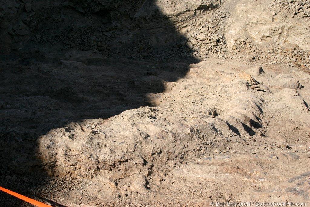 Sauropod dorsal vertebrae — articulated neural spines in situ, Shell Wyoming quarry, June 23, 2007. Morrison Formation, Bighorn County, Wyoming.
