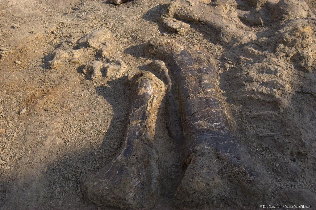 Sauropod limb bones in articulation — in situ excavation, Shell Wyoming quarry, June 29, 2007. Morrison Formation, Bighorn County, Wyoming.