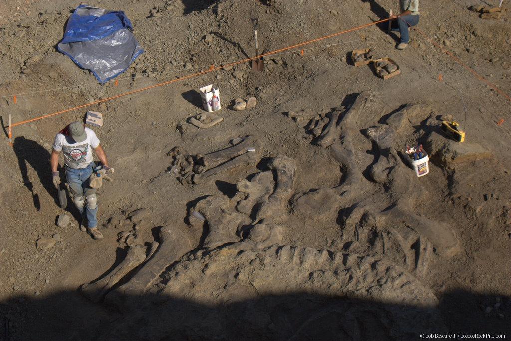 Sauropod pelvis and associated skeletal elements — advanced excavation stage, Shell Wyoming quarry, June 29, 2007. Morrison Formation, Bighorn County, Wyoming.
