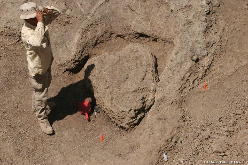 Digger with large sauropod bone element — Shell Wyoming quarry, June 29, 2007. Morrison Formation, Bighorn County, Wyoming.