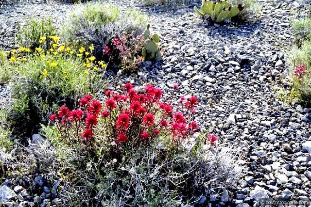 A desert wildflower bloom — desert paintbrush in the gravel washes after rare desert rains.