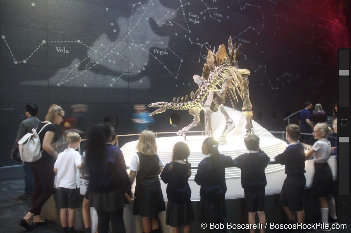School children gathered around the mounted "Sophie" at the Natural History Museum, London — the specimen's second life, an ocean away from the Wyoming quarry.