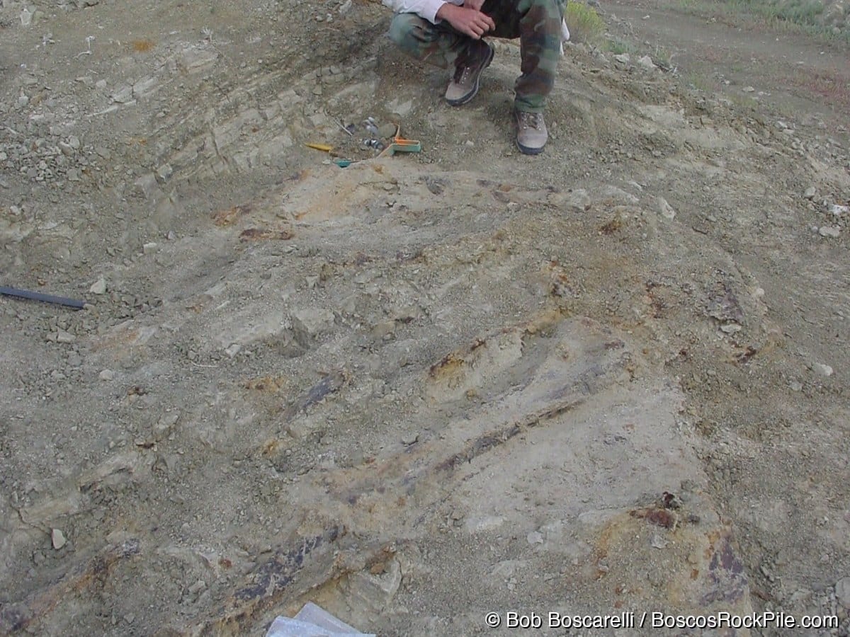 Bob Boscarelli examining exposed Stegosaurus skeletal elements at the Shell Wyoming quarry, July 2004