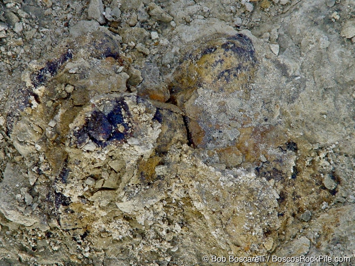 Stegosaurus bone elements with deep blue-purple mineralization emerging from Morrison Formation matrix, Shell Wyoming 2004
