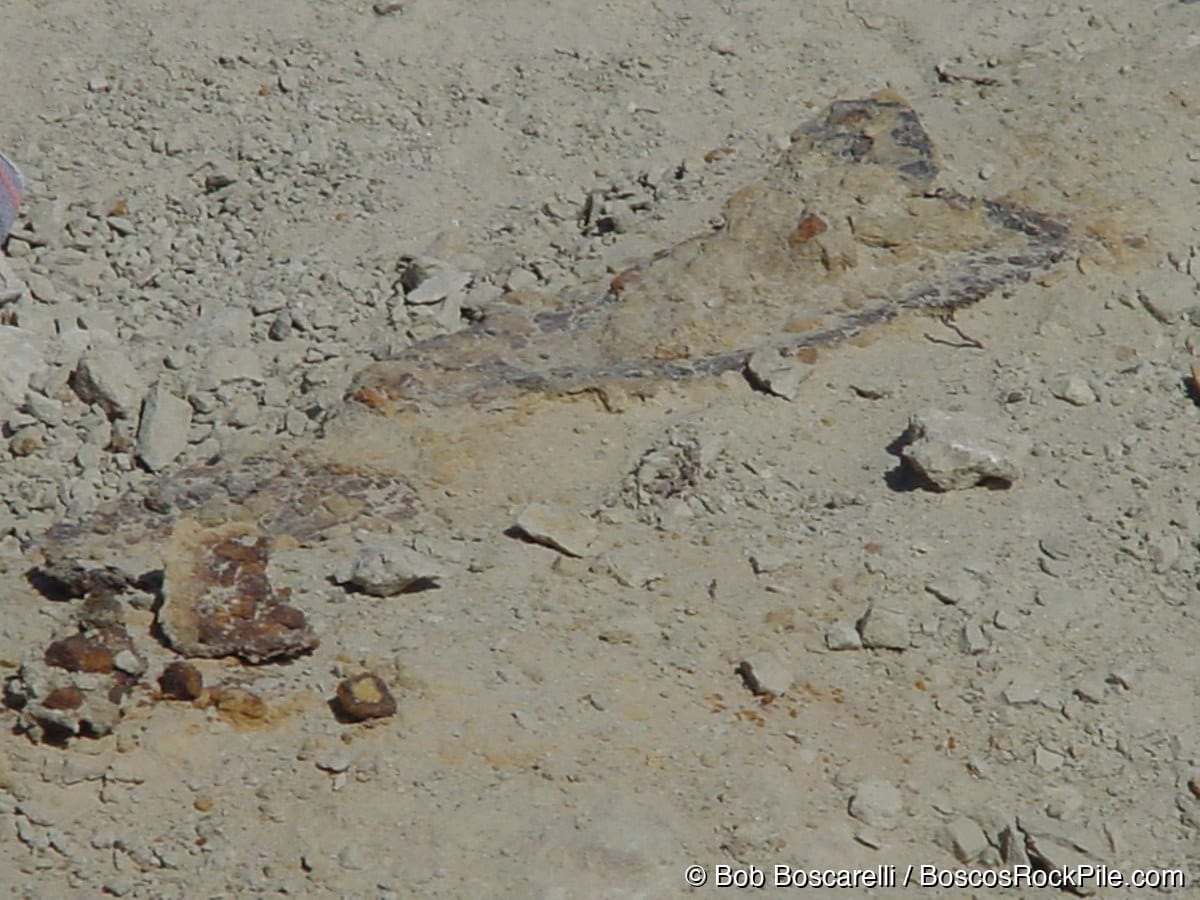 First Stegosaurus dorsal plate fragments exposed at the Shell Wyoming quarry, July 2004