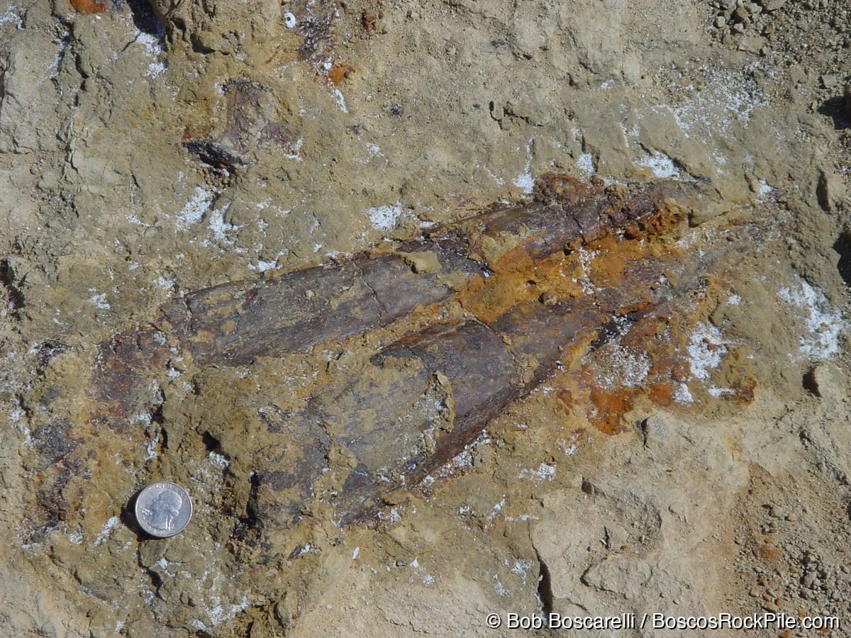 Stegosaurus thagomizer tail spines in situ with quarter for scale, Shell Wyoming, July 2004