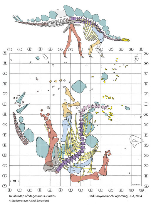 In-situ skeletal map of the "Sarah" Stegosaurus at Red Canyon Ranch, Shell Wyoming — each element plotted where it lay in the Morrison Formation quarry, 2004.