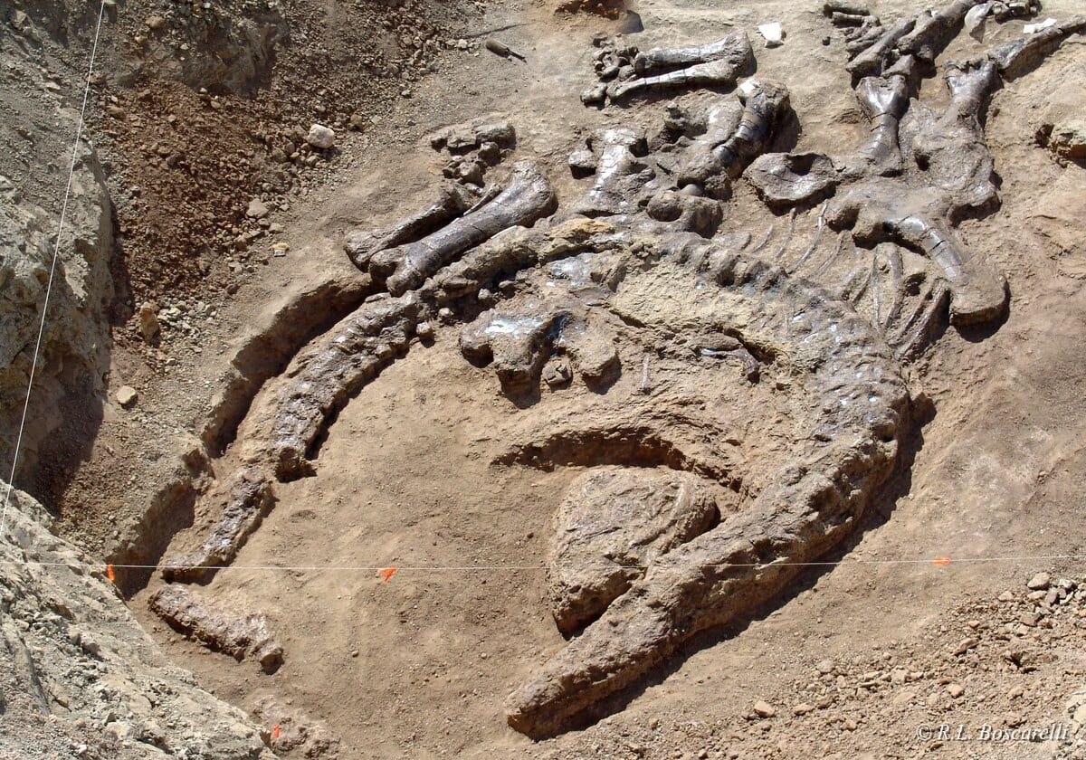 Aerial view of an articulated Camarasaurus skeleton exposed in the ground at the Shell, Wyoming quarry