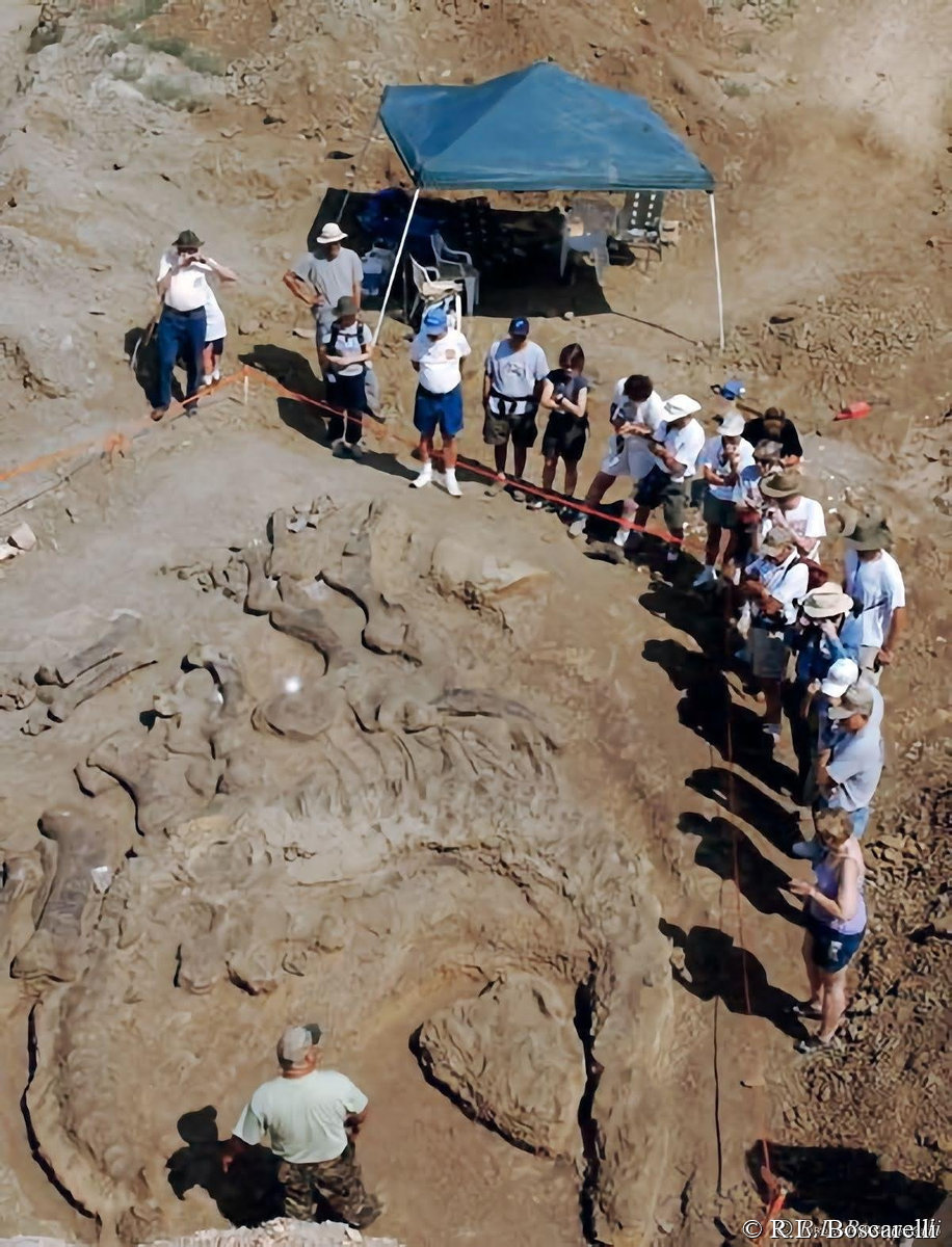 Camarasaurus — Shell, Wyoming