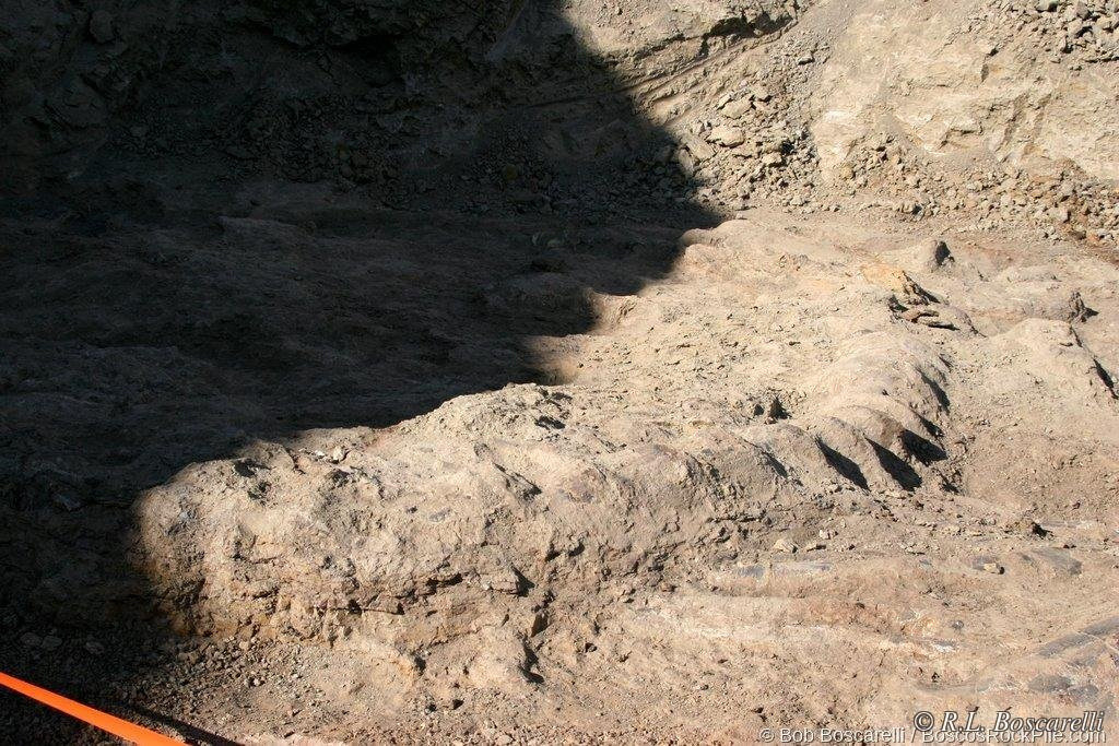 Sauropod element exposed in Morrison sandstone, Shell WY, 2007.