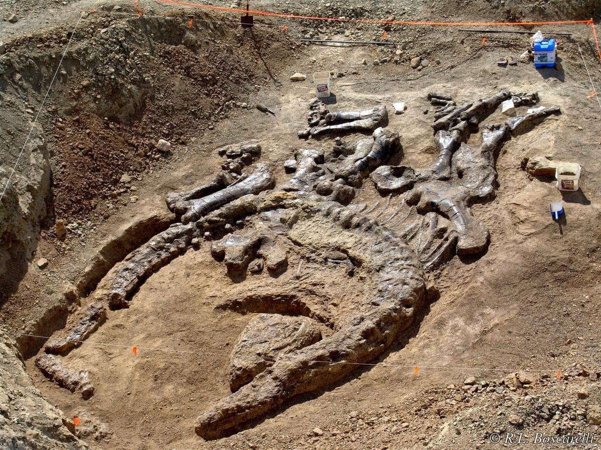 Camarasaurus sp. — articulated skeleton in situ, Shell WY, 2007.