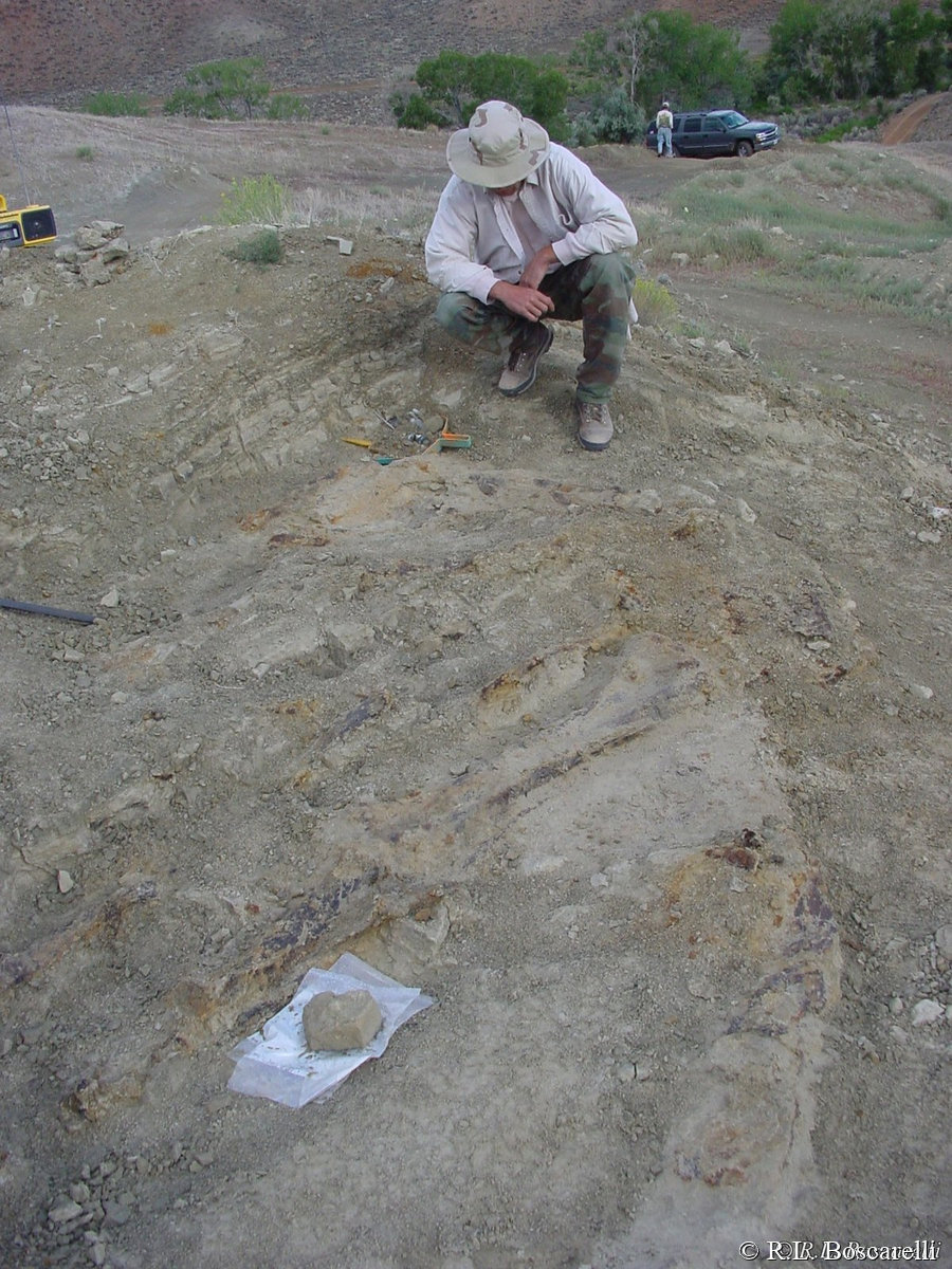 Early in the dig — first bone elements exposed.