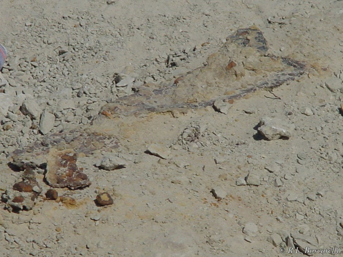 First dermal plates exposed at the quarry.