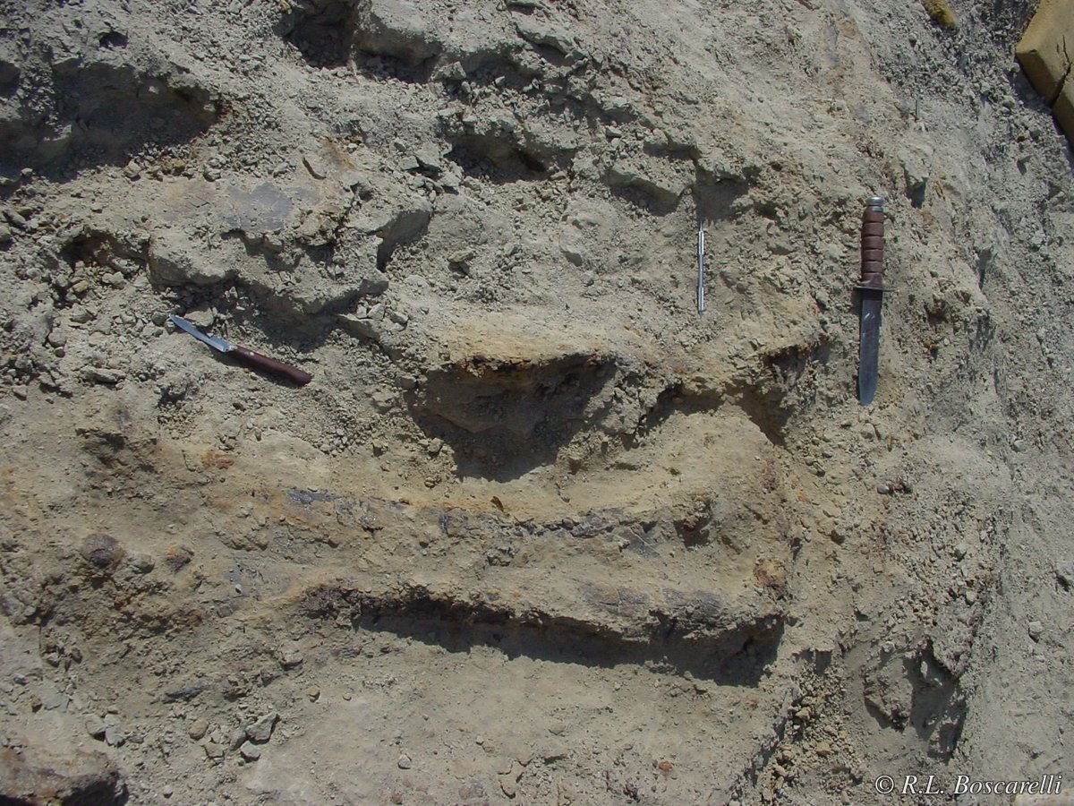 Stegosaurus limb bones in situ.