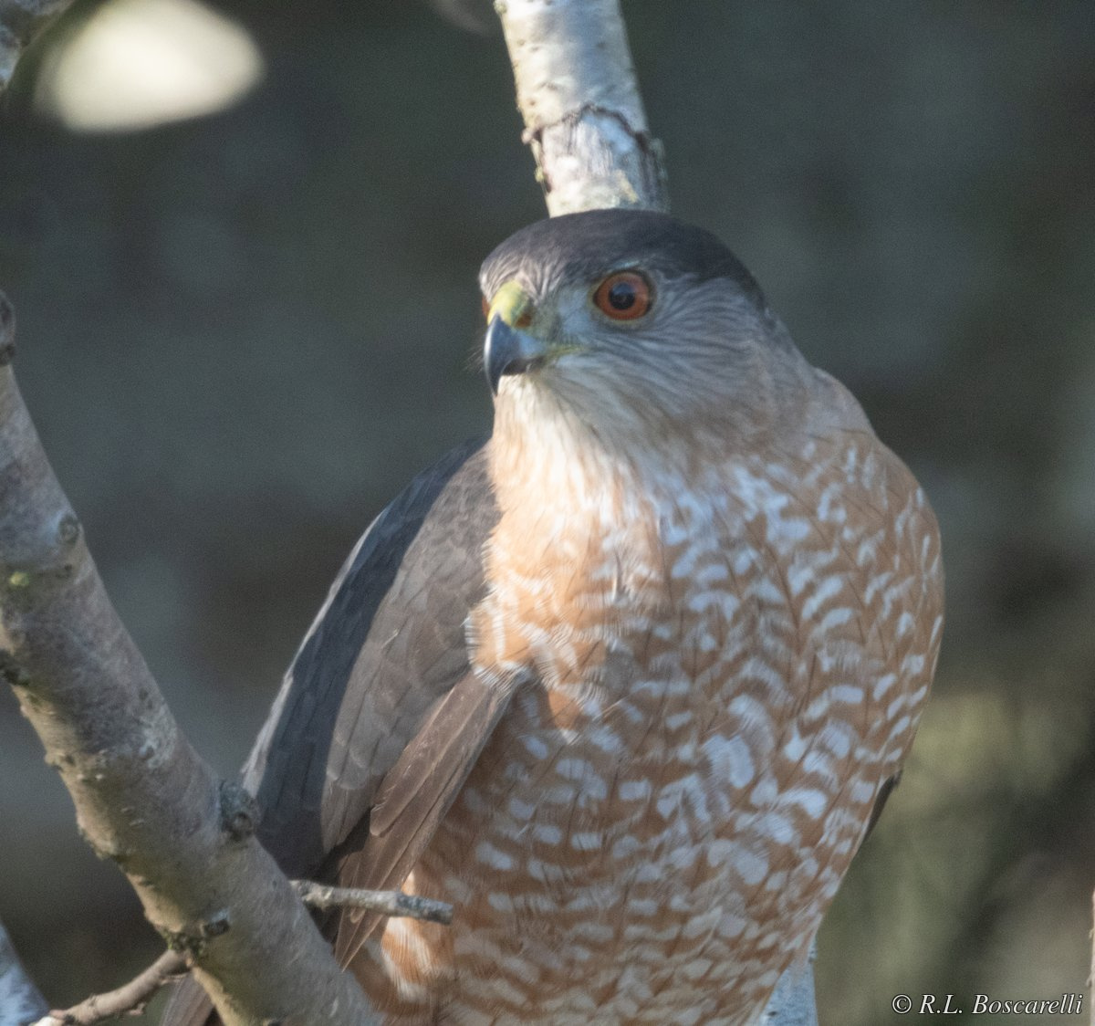 Cooper's Hawk (Accipiter cooperii), Soquel, California.