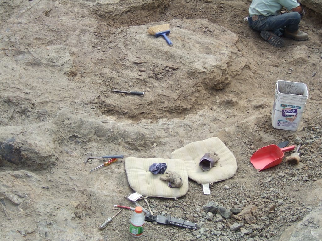 Brushing a fossil at the quarry